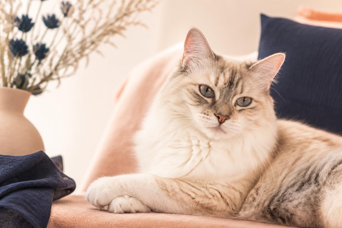 Vorschaubild zum Beitrag: Katze versichern: Ab welchem Alter es sich wirklich lohnt