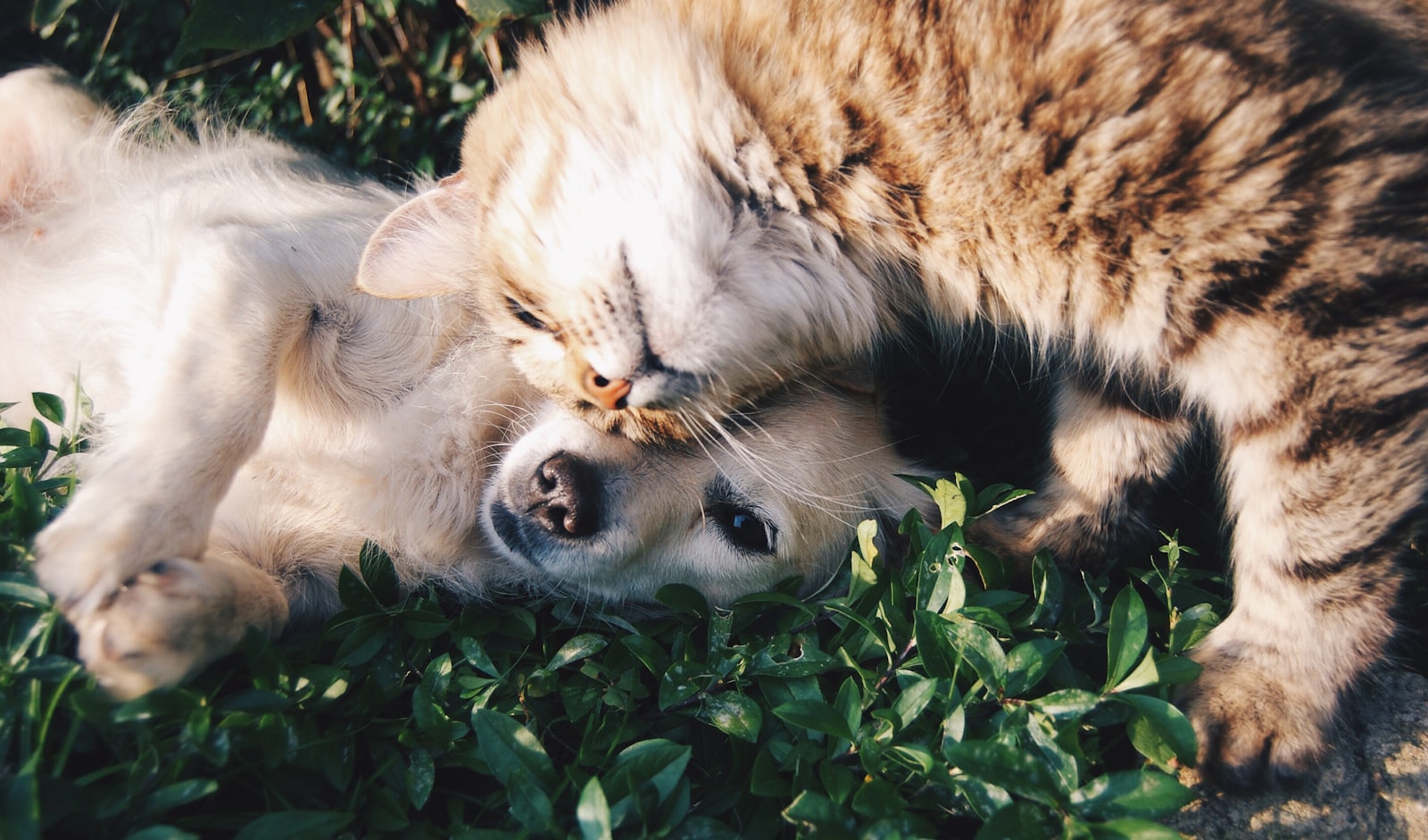 Familie mit Hund und Katze auf dem Sofa